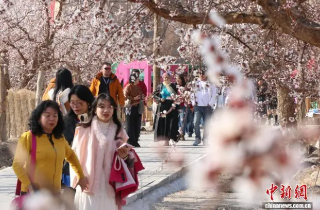 新疆&ldquo;杏花村&rdquo;：&ldquo;以花为媒&rdquo;解锁&ldquo;杏&rdquo;福产业